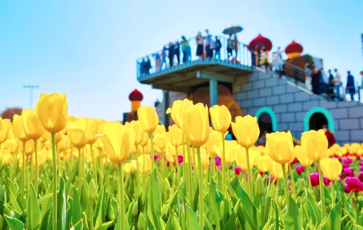 목련 꽃축제, 튤립축제 우럭, 각종 활어 판매, 우럭 한 상, 간장게장 등 판매, 미로공원 태안 가볼만한 곳 추천 여행 정보