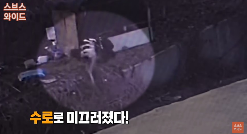 타조 탈출 사건 설명