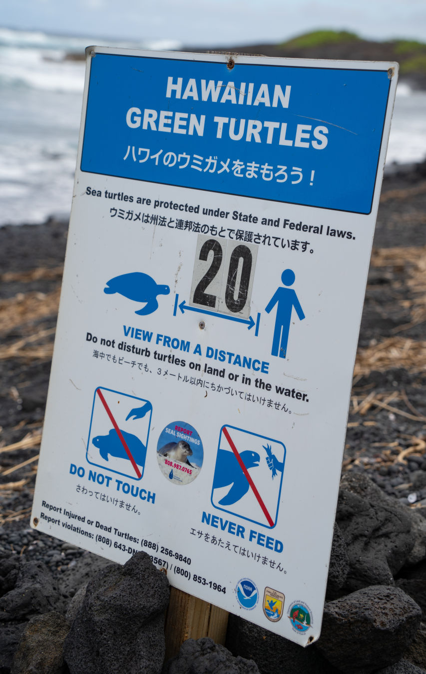 푸날루우 블랙 샌드 비치 거북이 유의사항