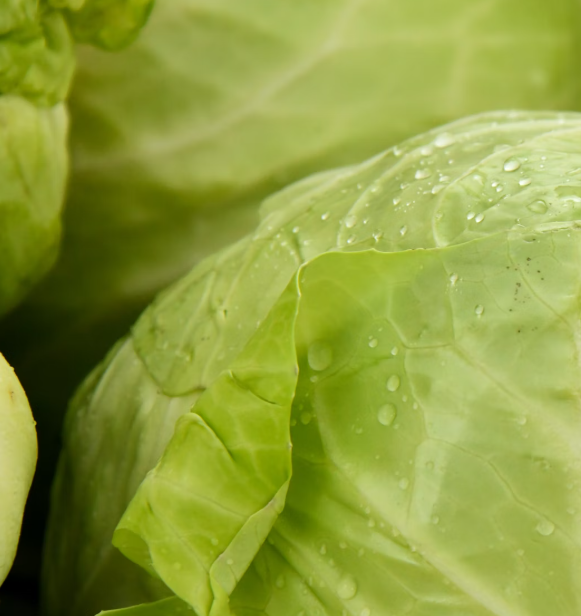 양배추 효능과 부작용 칼로리