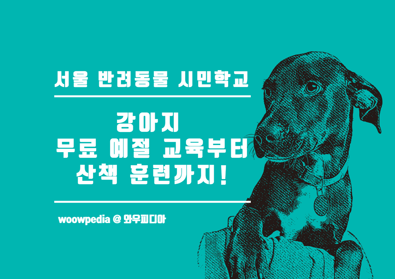 서울 반려동물 시민학교(무료 예절교육부터 산책 훈련까지)