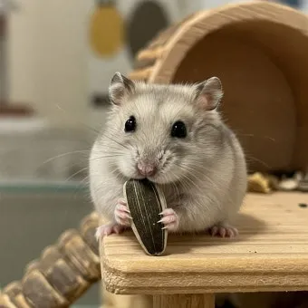 햄스터 한밤중에 집을 탈출하려는 이유 관리_8