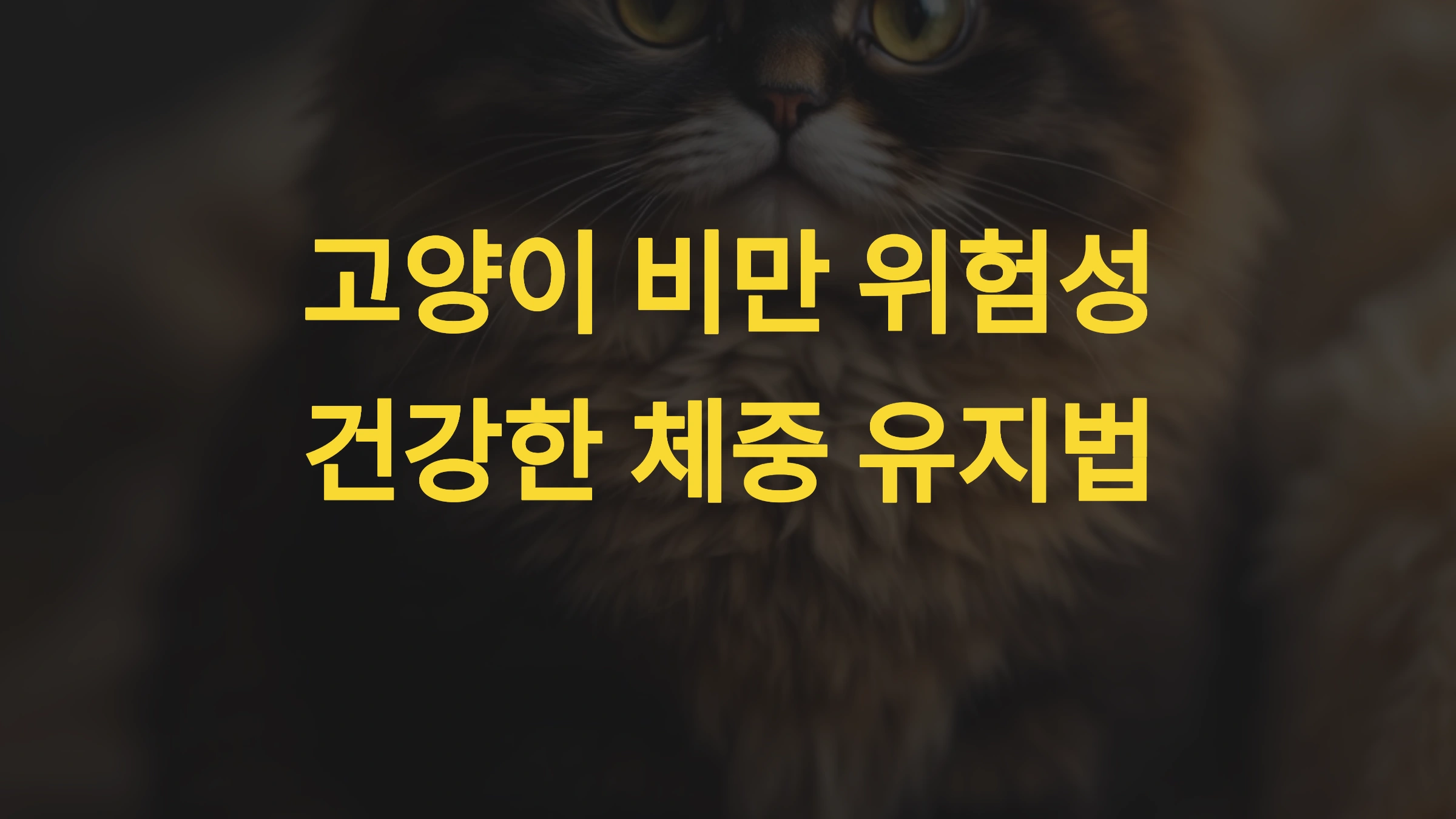🐱 고양이 비만 위험성과 건강한 체중 유지법