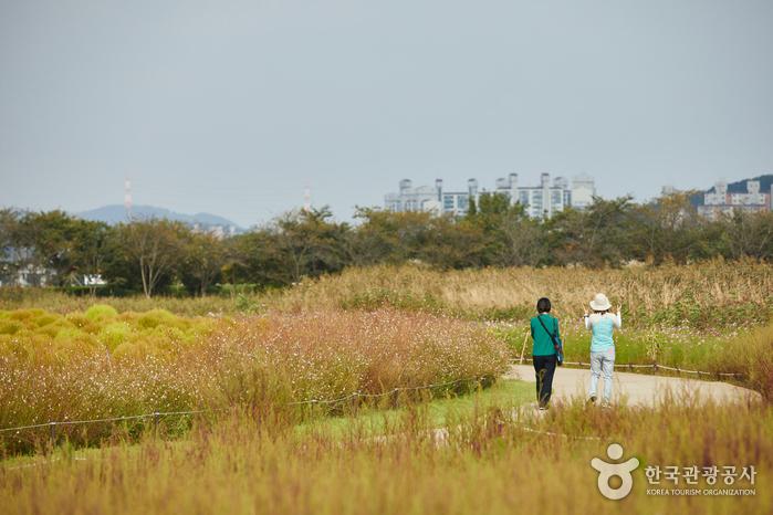 시흥 갯골생태공원 산책로 사진