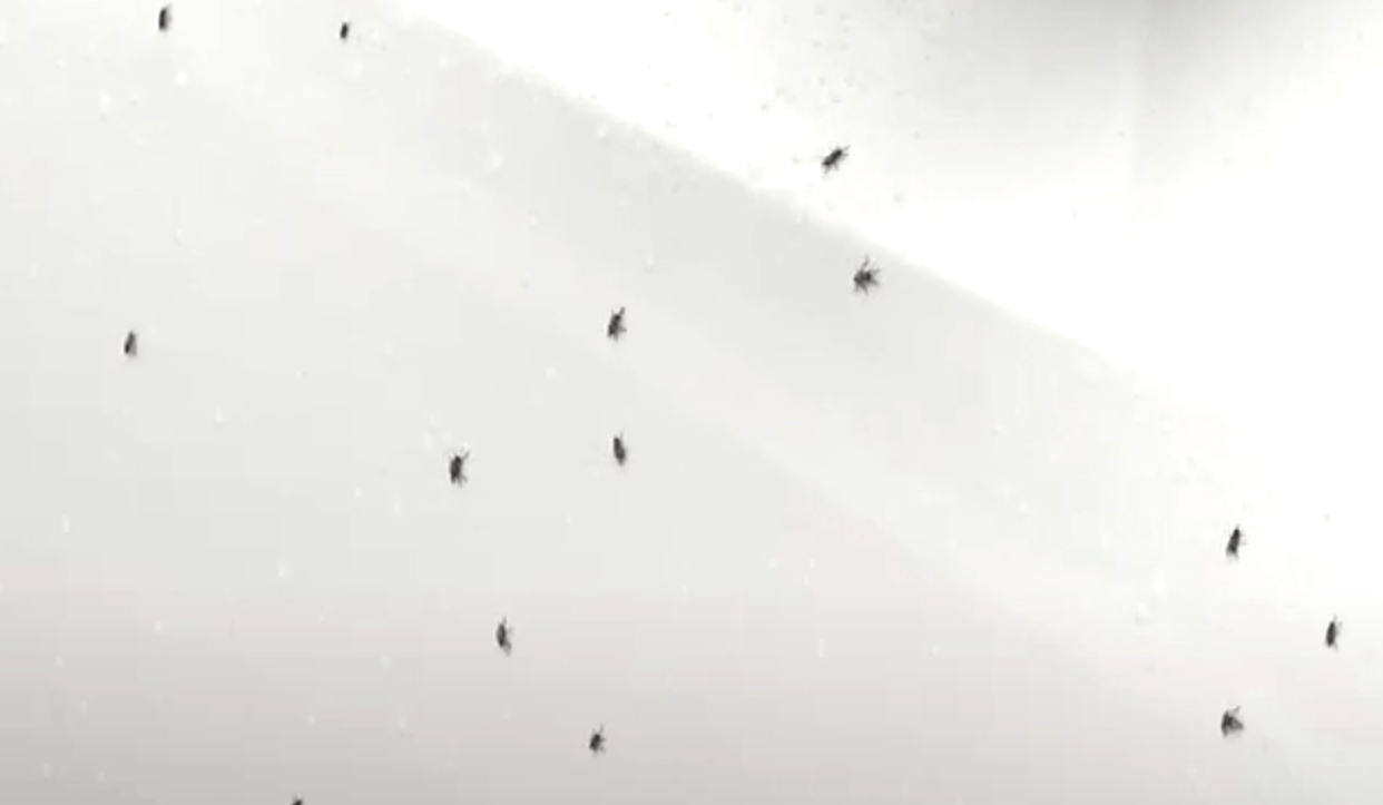 초파리