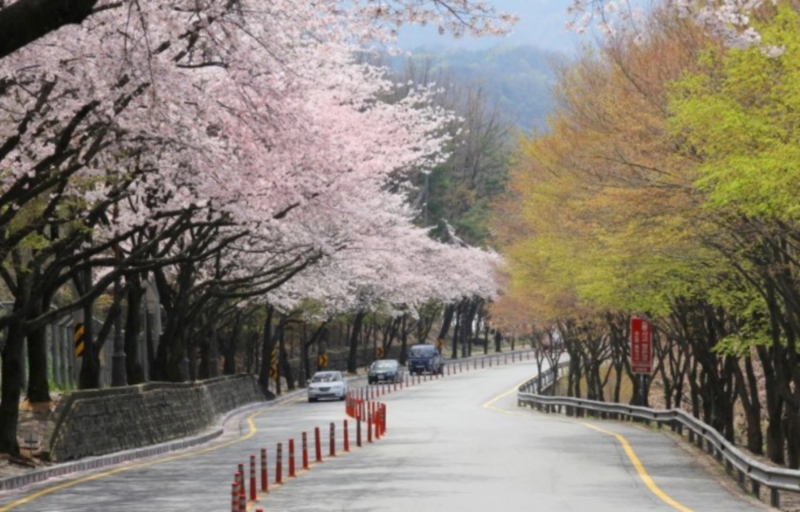 대구 팔공산 벚꽃길