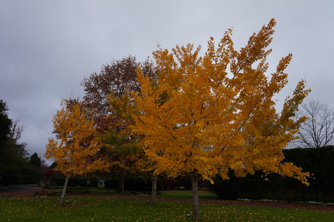 Ginkgo.
