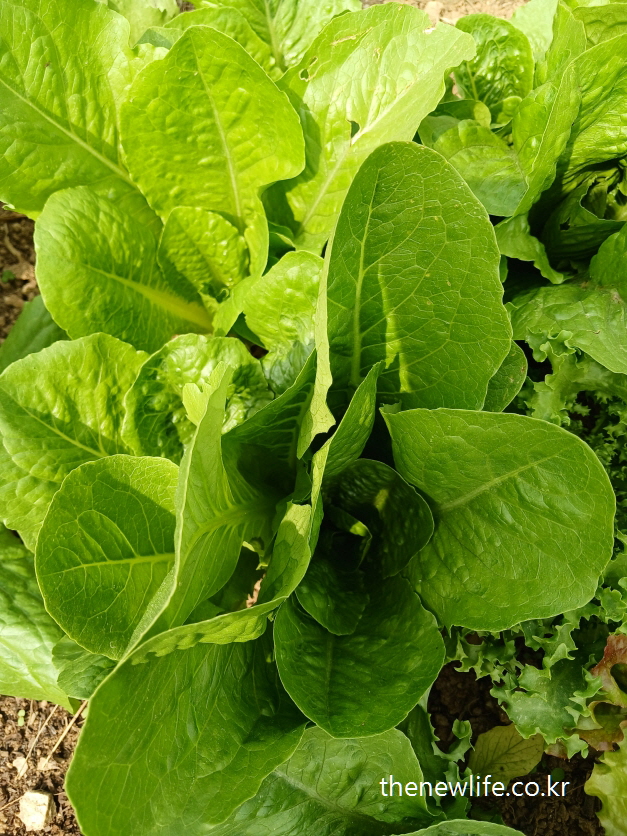 Top view of a romaine lettuce with long, green leaves.
-길고 초록색 잎이 자라는 로메인 상추의 위쪽 모습.