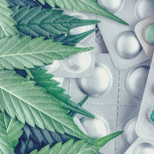 대마 마리화나 관련주 TOP7