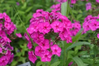 여름꽃 종류 모음 여름 꽃나무 추천 12가지 정리_11