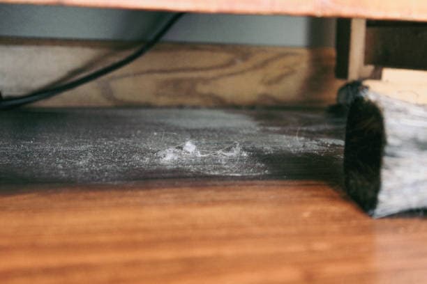 실내 식물이 먼지 제거에 미치는 실제 효과 분석