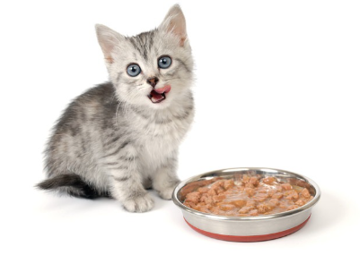 먹이를 먹는 새끼 고양이.