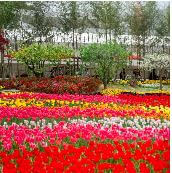 억만송이 봄꽃의 향연! 2025 피나클랜드 봄꽃축제 