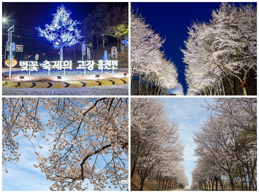 벚나무 벚꽃 사진