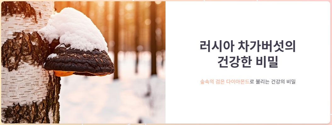 러시아차가버섯 추천, 효능, 가격, 복용후기!