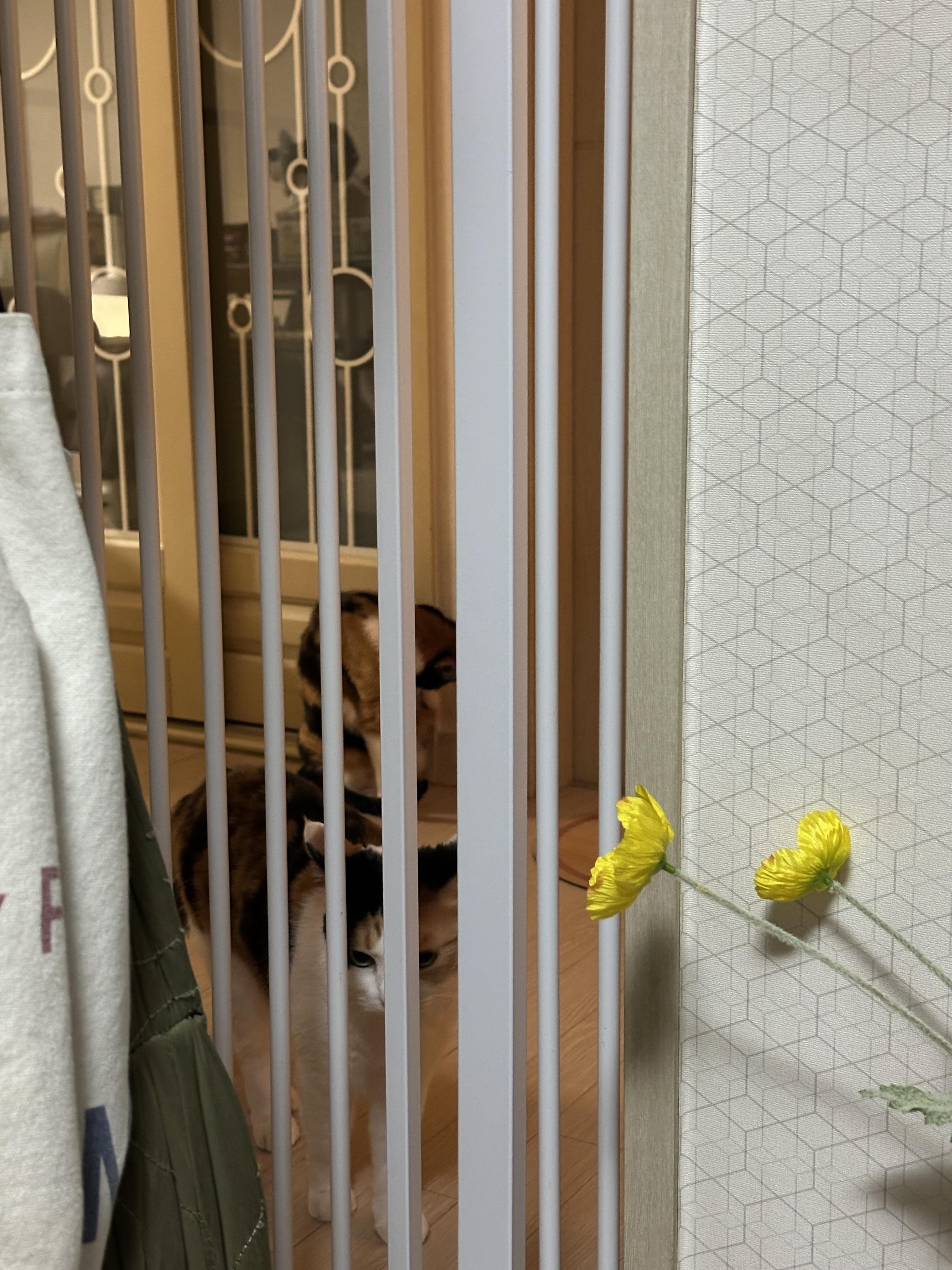 금묘의방_앞_삼색냥이_다다와_요미