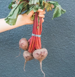 비트 효능 및 부작용 먹는 방법 칼로리 소변색