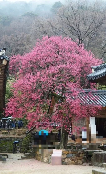 화무십일홍 뜻과 화무십일홍 권불십년 花無十日紅 자료집_24