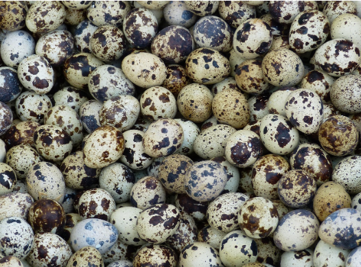 메추리알이 탈모에 좋은 점