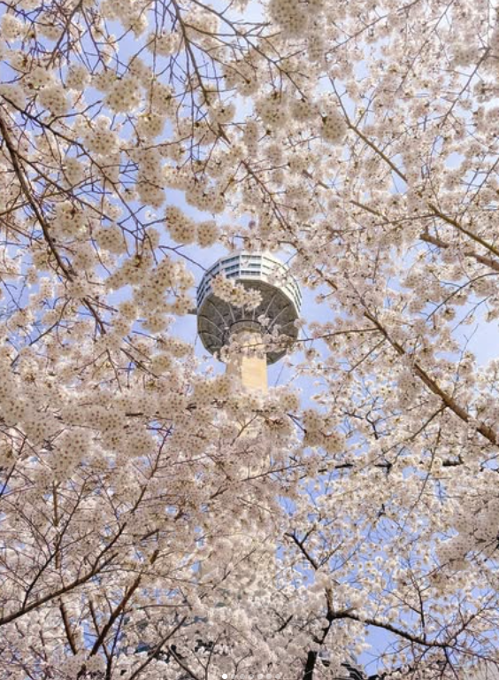 대구 이월드 벚꽃 축제