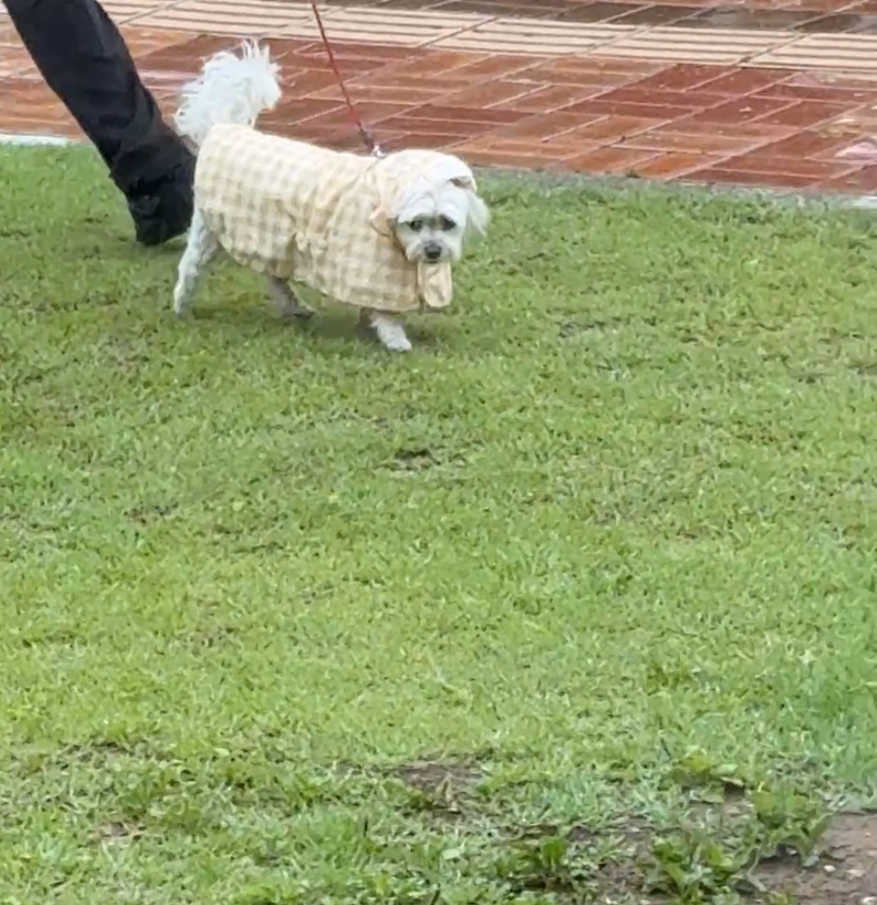 꼬뜨몽마르뜨 우비입은 강아지