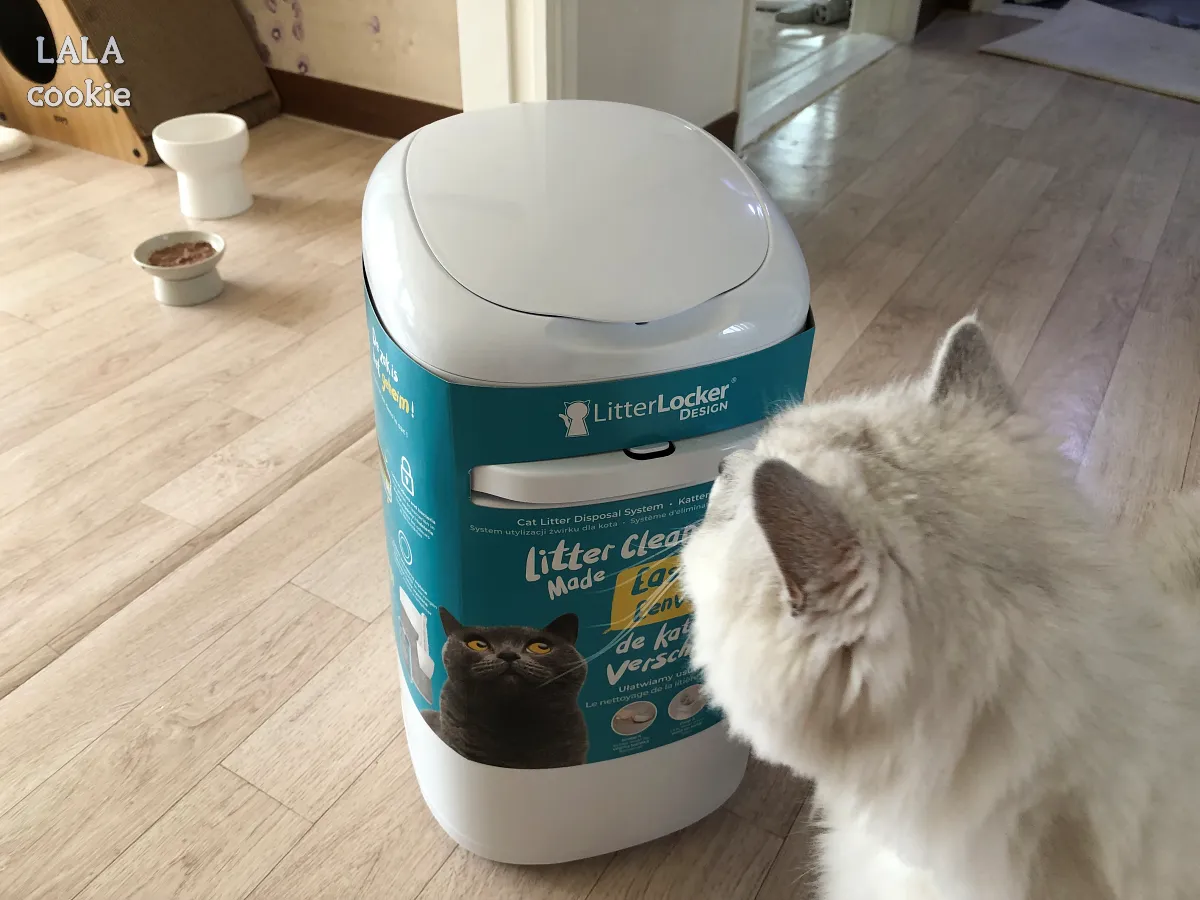 고양이-배변-쓰레기통-추천-리터락커-후기-포장된-모습을-고양이가-쳐다보고-있다