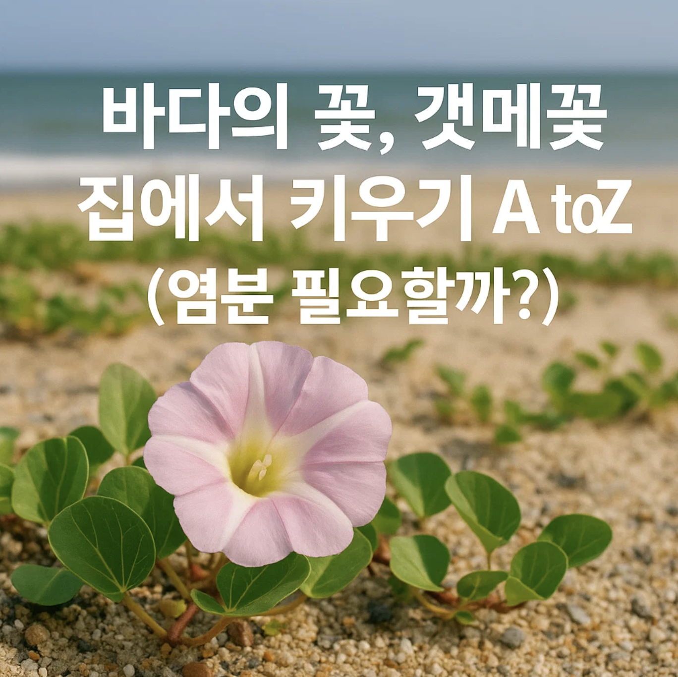 바다의 꽃, 갯메꽃 집에서 키우기 A to Z (염분 필요할까?)