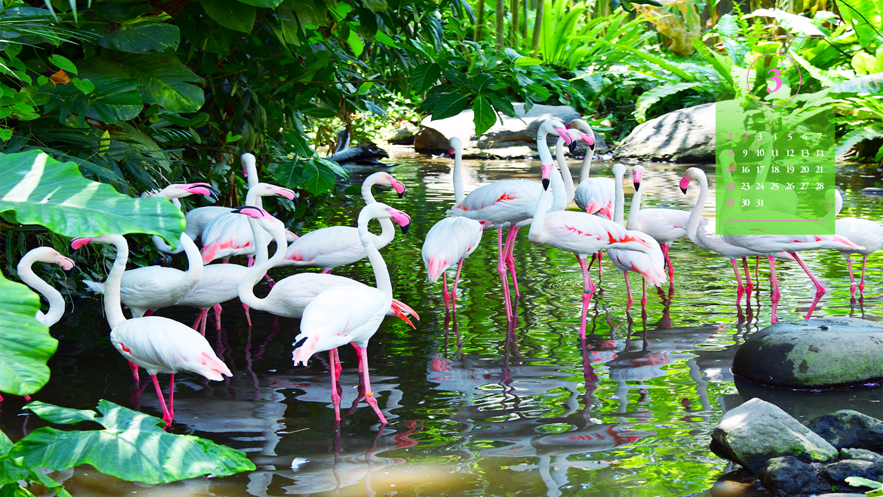 09 녹색잎과 플라밍고 무리 A - 2026년3월 달력배경화면