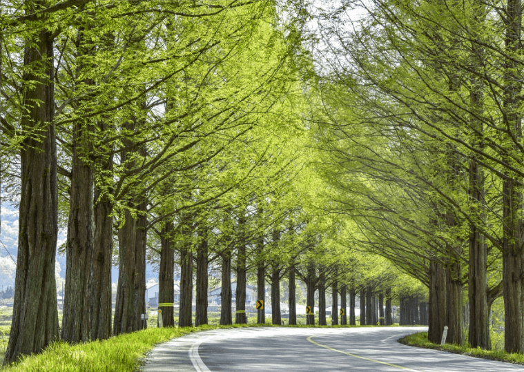 메타세쿼이아길