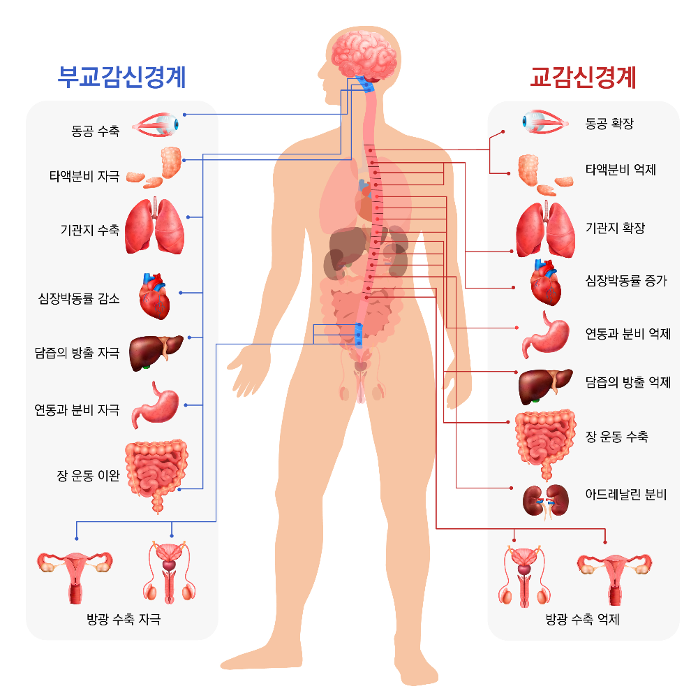 교감신경계와 부교감신경계