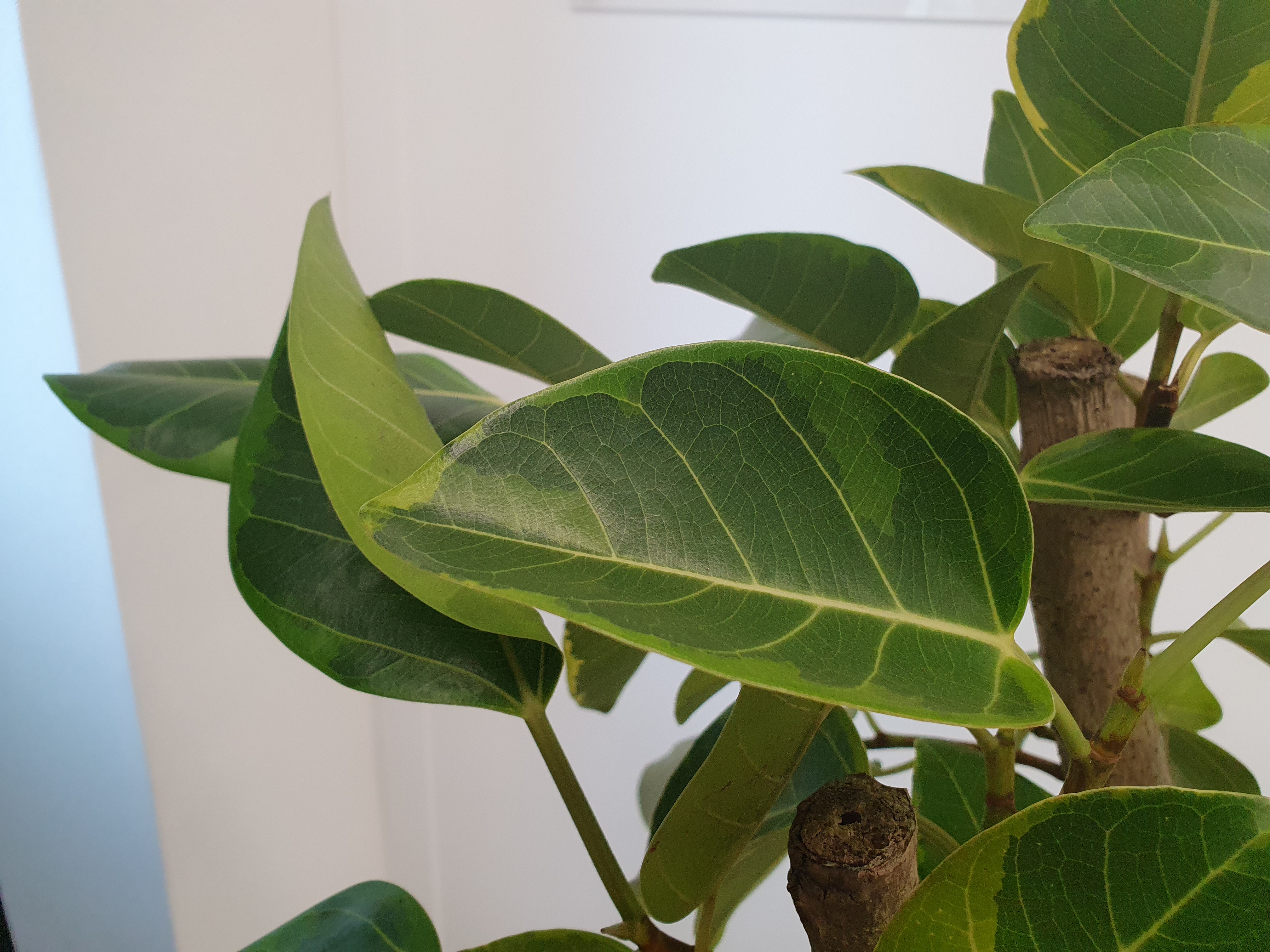 뱅갈고무나무 사진. 출처: 직접 찍은 사진