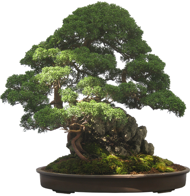 실내에서 피망 기르는 법