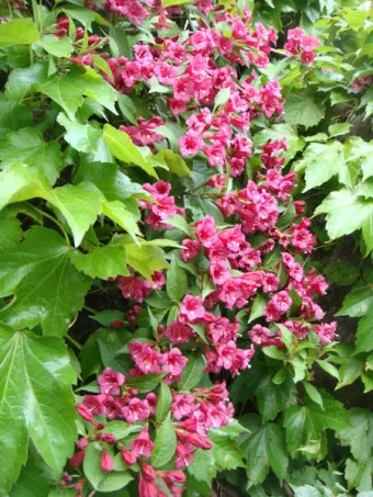 병꽃 무늬병꽃 삼색병꽃 붉은병꽃 아름다운 꽃 종류_1