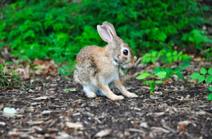 2025년 삼재띠 삼재