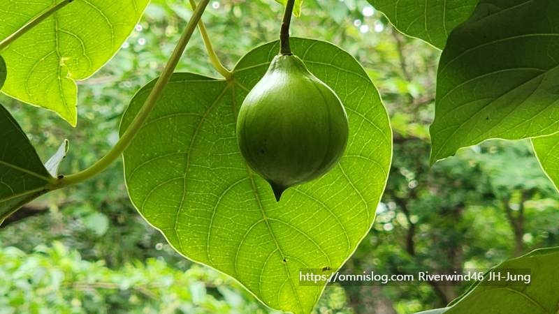 유동(油桐)나무 Vernicia fordii