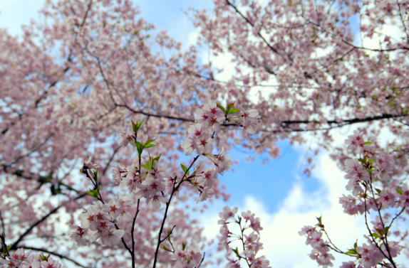 3, 4월에 놀러가지 좋은 지연