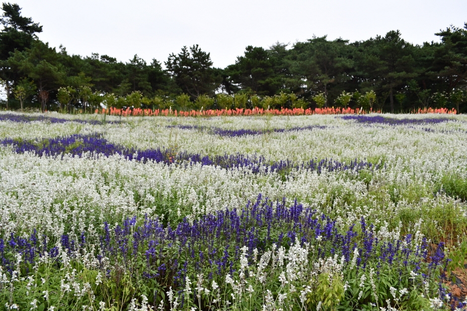태안 안면도 택시맛객들의 수다 바닷길 따라 떠나는 여행 꽃 축제 박람회, 게국지 붕장어볶음 맛집, 사륜오토바이 ATV 체험 추천