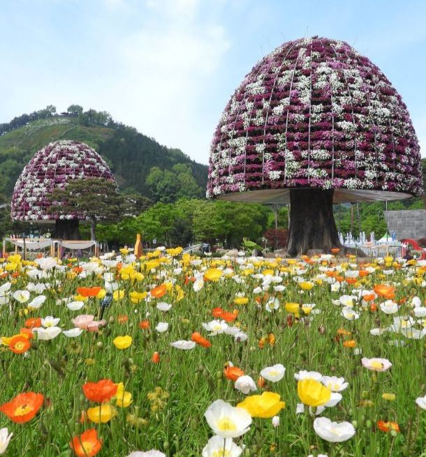 함평 나비 대축제