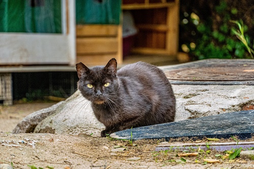 로드킬 사체처리 신고