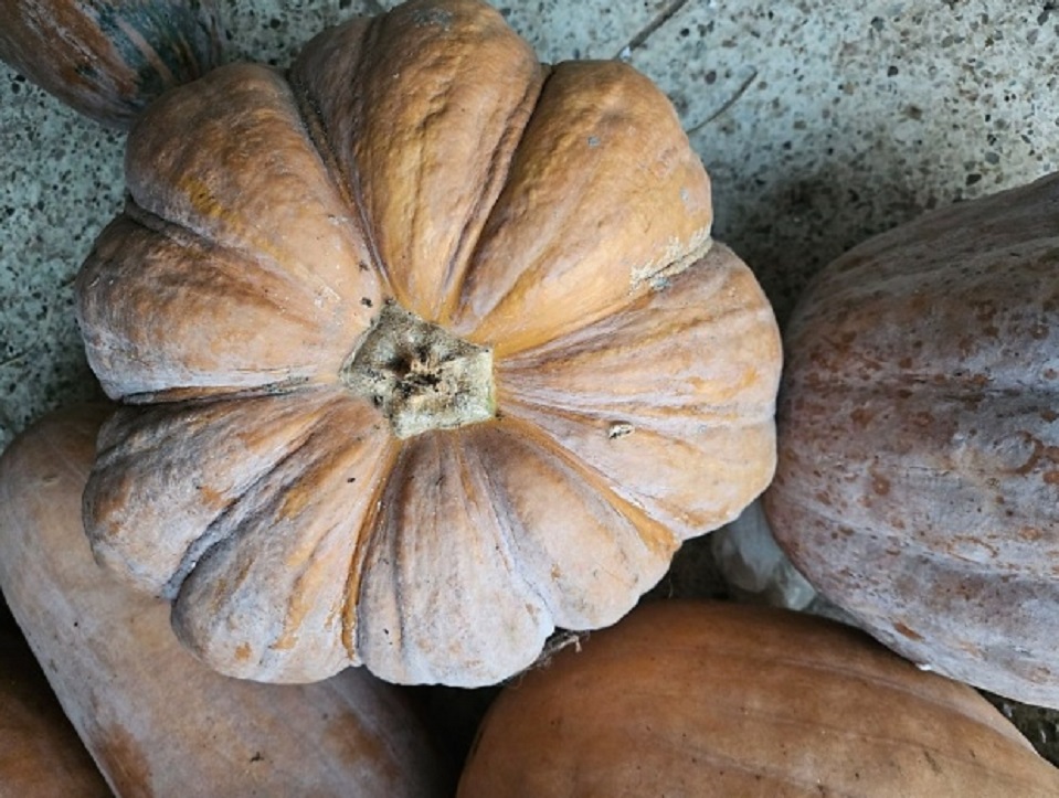 보령-호박조청-발효명가-배정숙