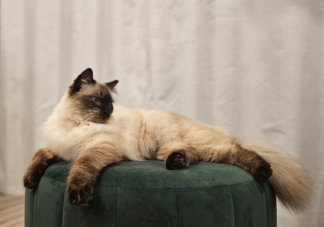Ragdoll