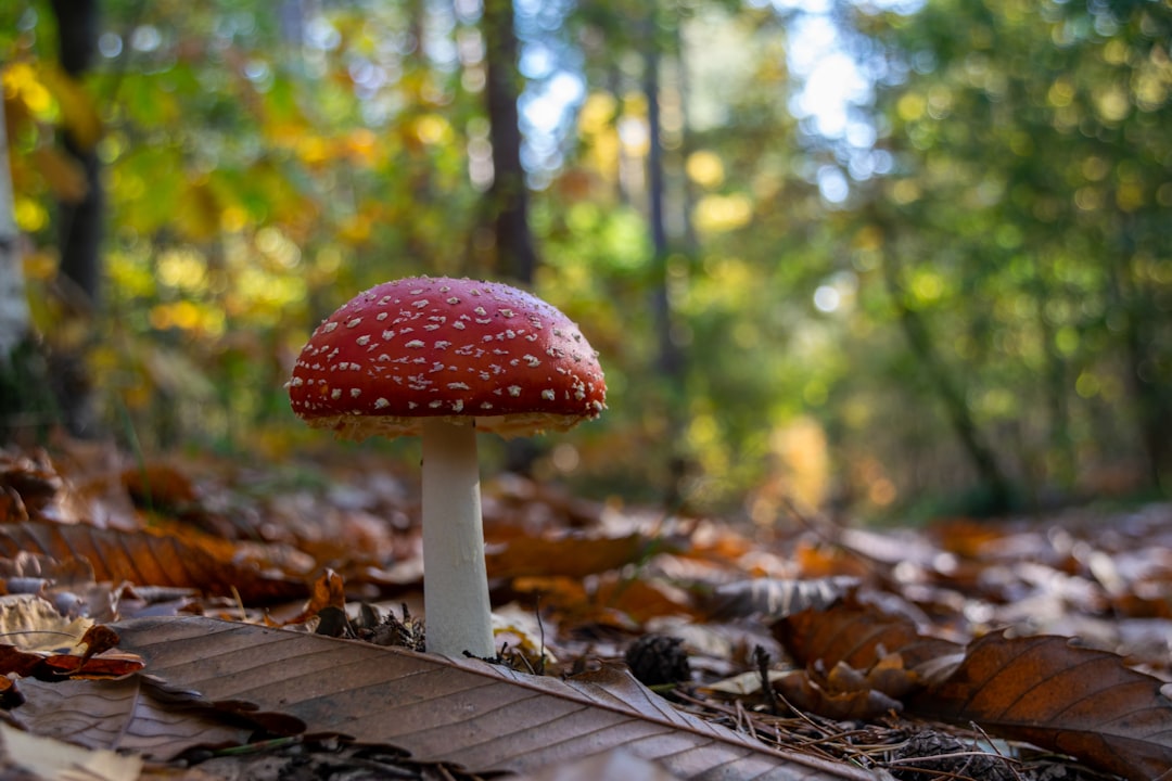 Mushroom