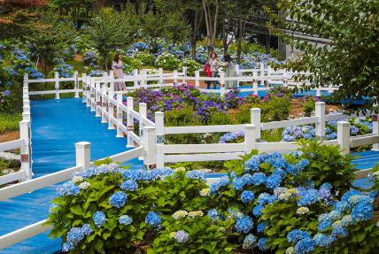 경상권 수국명소 추천 7곳, 여름의 정취를 만끽할 수 있는 곳