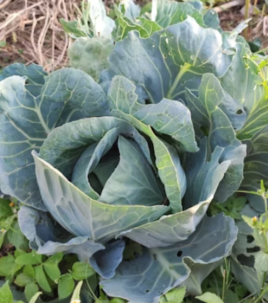 양배추 효능과 부작용 칼로리