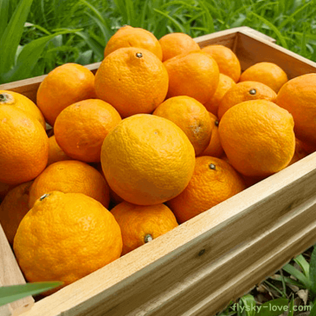 카라향 고르는 법