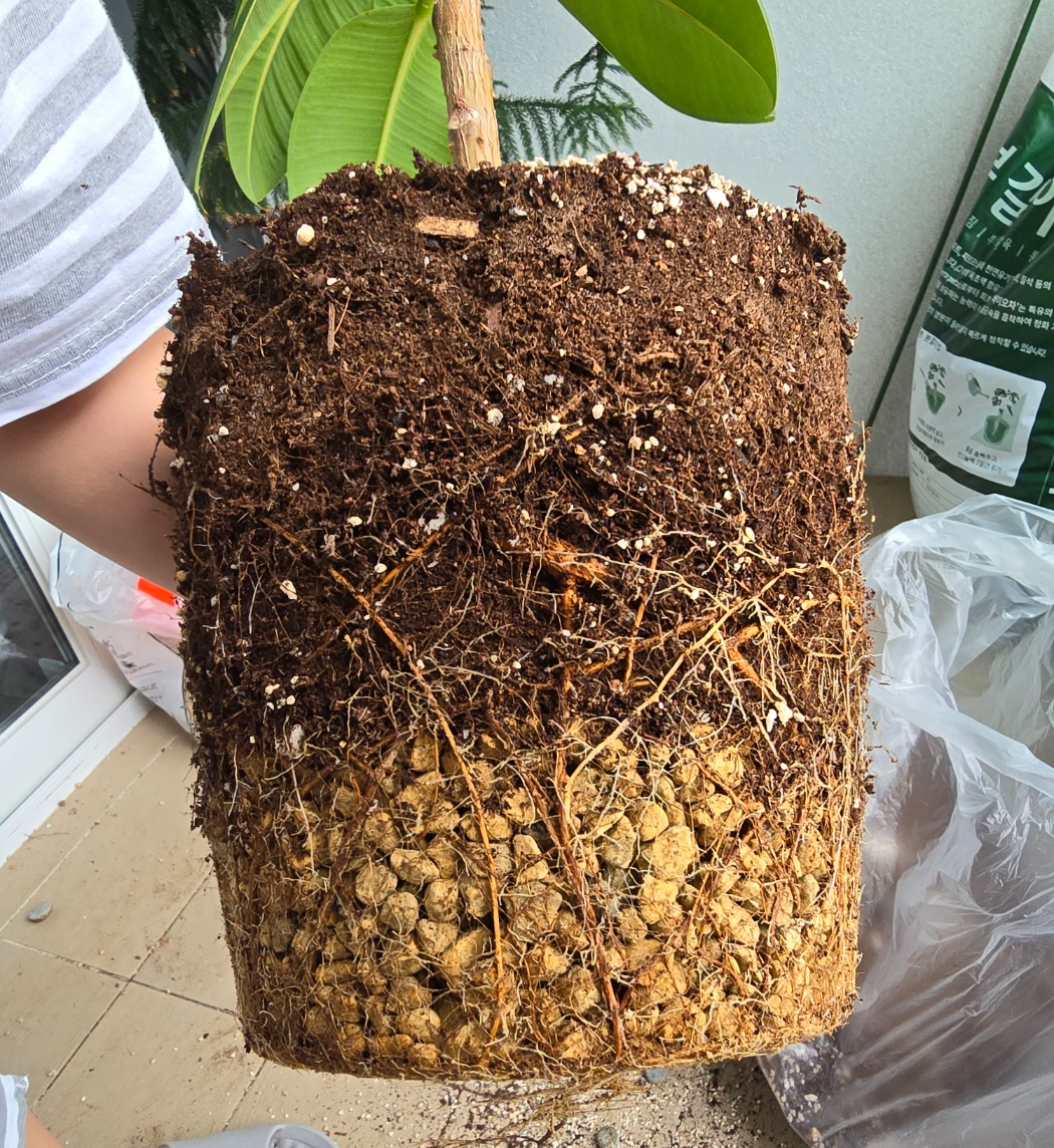 화분속에서 가득 차있던 뿌리들