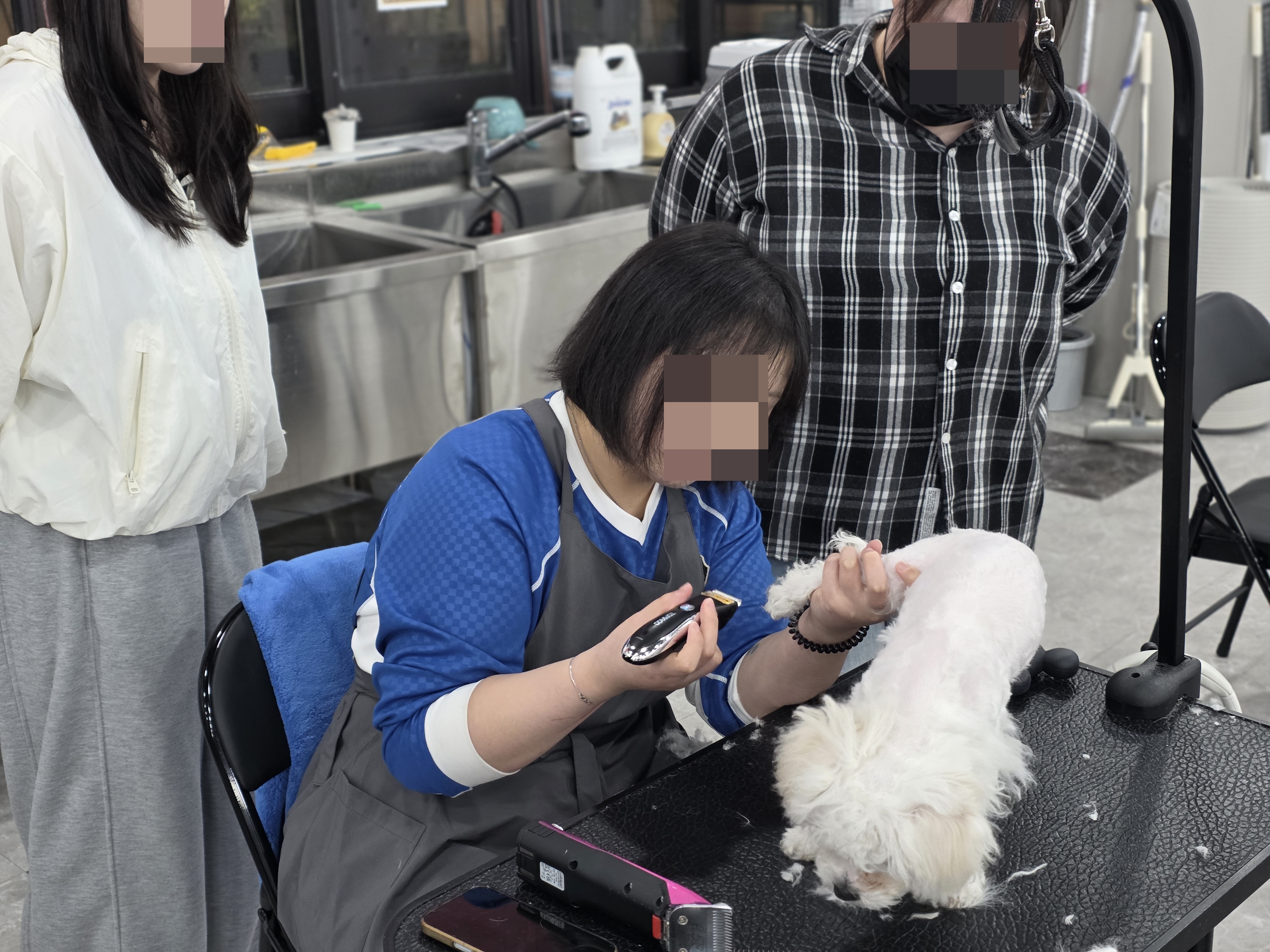 포항강아지미용학원