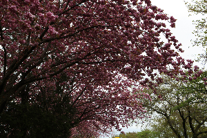 제주겹벚꽃 #제주여행 #제주봄꽃명소 #제주도겹벚꽃 #제주사진맛집 #4월제주여행 #겹벚꽃명소 #제주시겹벚꽃 #서귀포겹벚꽃 #제주봄여행추천