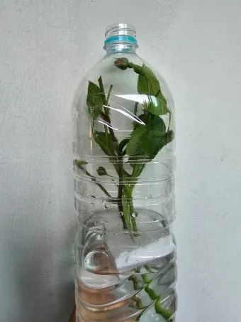 물꽂이 삽목 성공률높이기 깨끗한물 교체주기 빛관리 요령_11