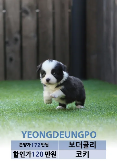 보더콜리분양가 2024년 가격 정보와 분양 팁_9